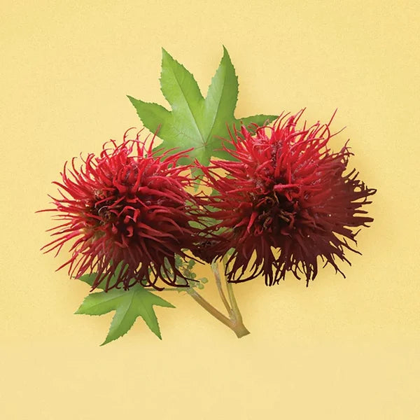 Jamaican Black Castor Oil Strengthen & Restore Smoothie